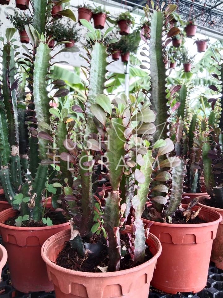 EUPHORBIA TRIGONA.jpeg