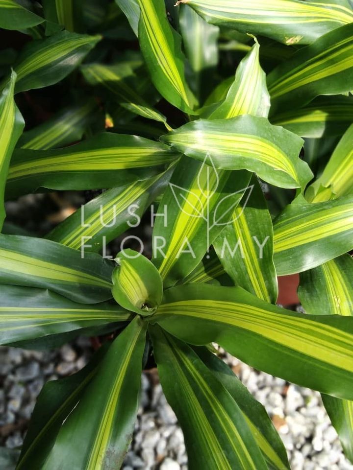 DRACAENA ZAMAL GOLD.jpeg