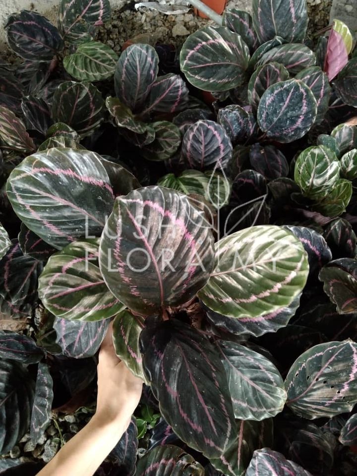 CALATHEA DOTTIE.jpeg