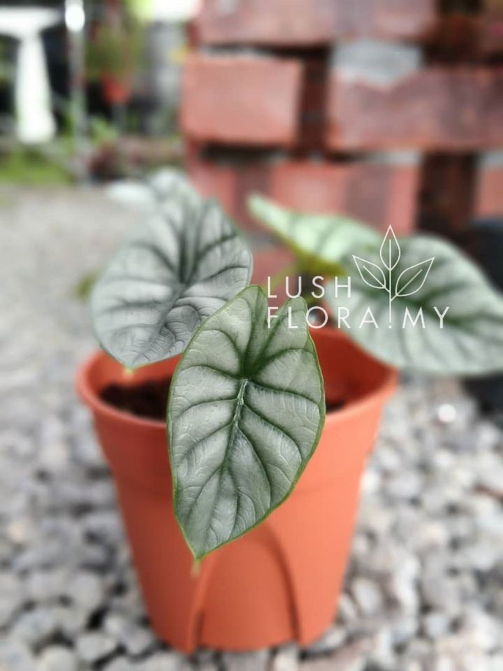 ALOCASIA SILVER DRAGON1 (1).jpeg
