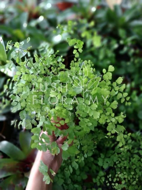 ADIANTUM FERN (SMALL).jpeg