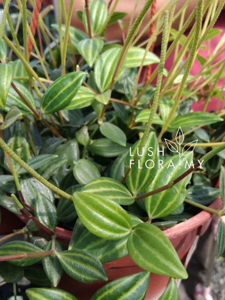 PEPEROMIA PELTIFOLIA.jpeg