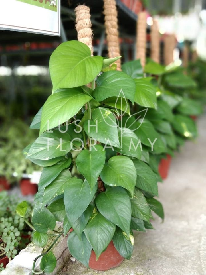 3FT MONEY PLANT.jpeg