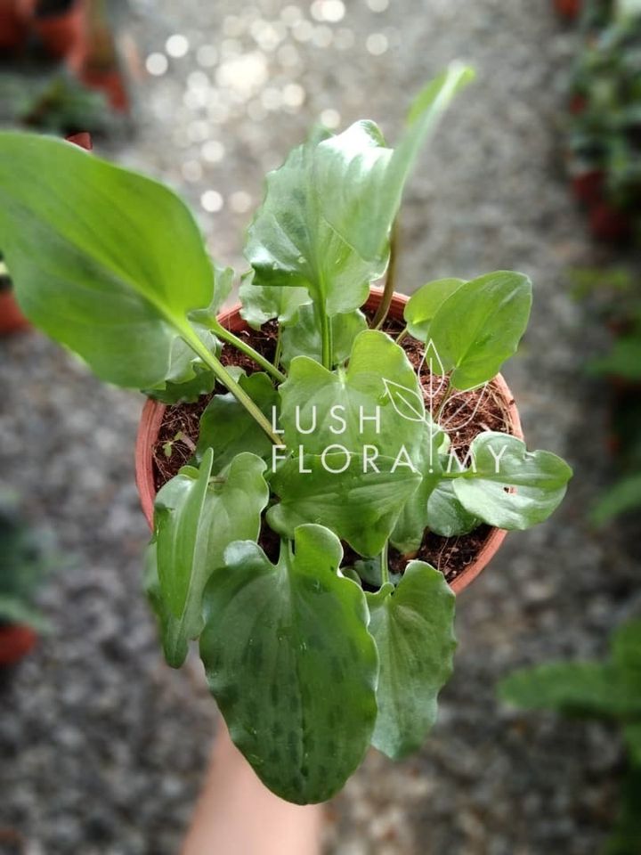 MINI ORCHID.jpeg
