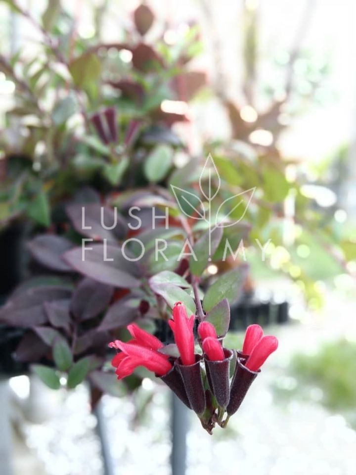 LIPSTICK PLANT.jpeg