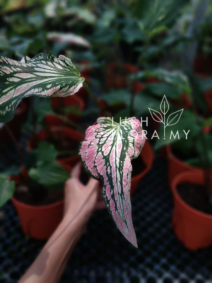 CALADIUM THAI BEAUTY.jpeg