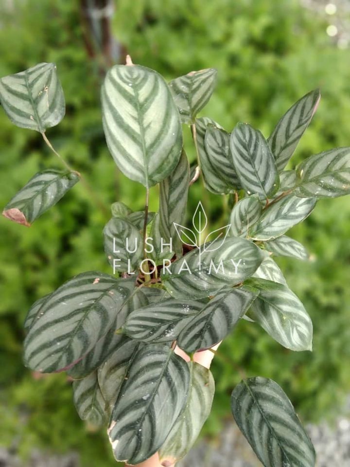 CALATHEA MAJESTICA EXOTICA.jpeg