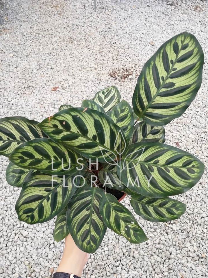 CALATHEA MAKOYANA (2).jpeg