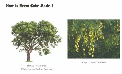 neem cake1.JPG