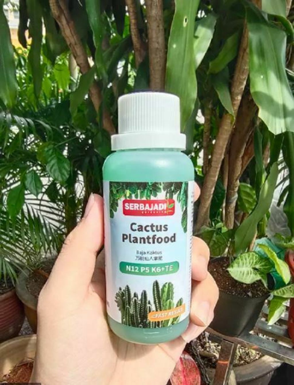 cactus plantfood.jpg