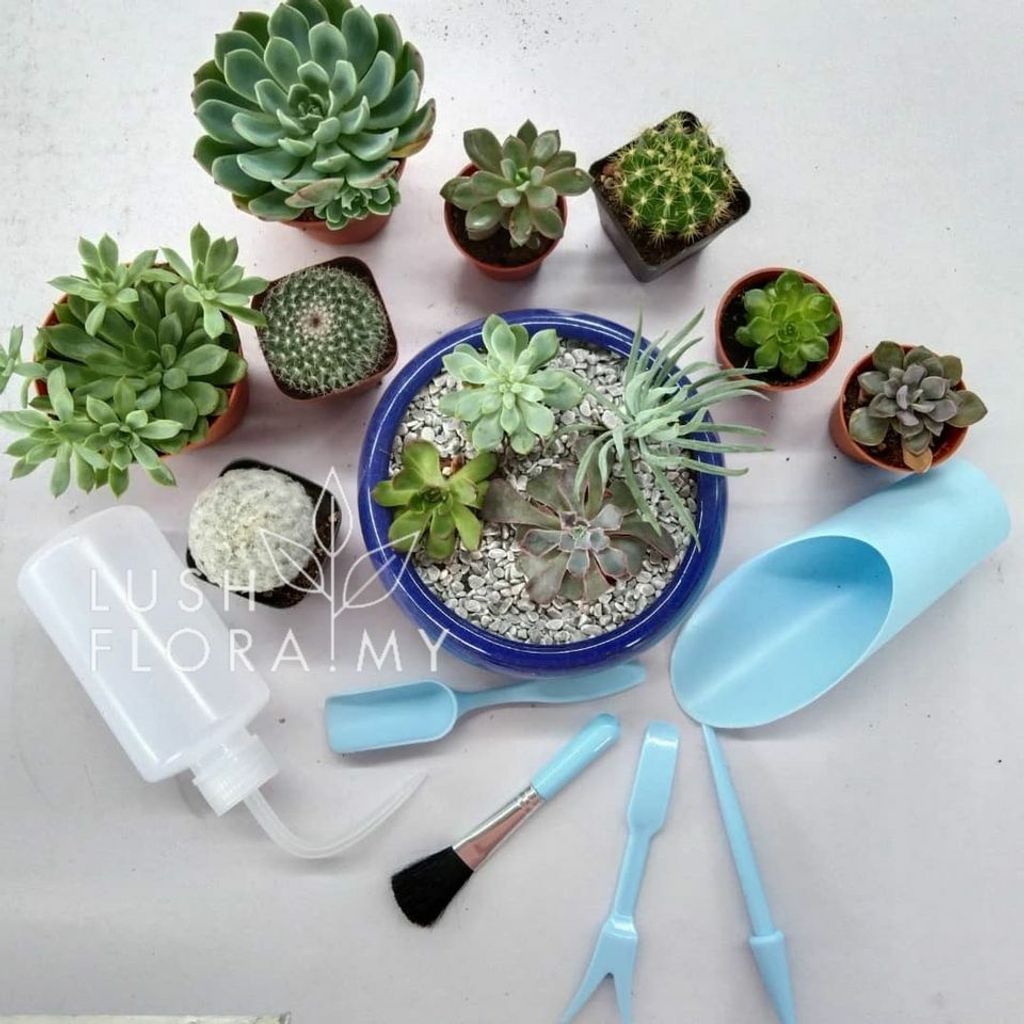 succulent 6 pcs tool set.jpg