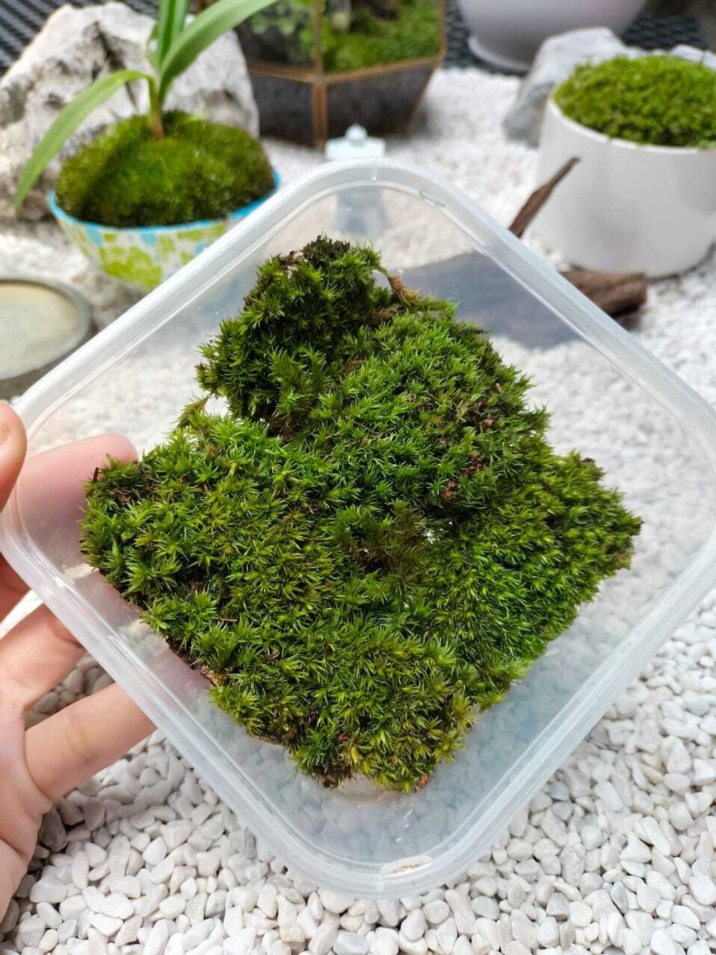 LushFloraMy - Terrarium moss/ Bun moss/ Live moss/ Lumut hidup