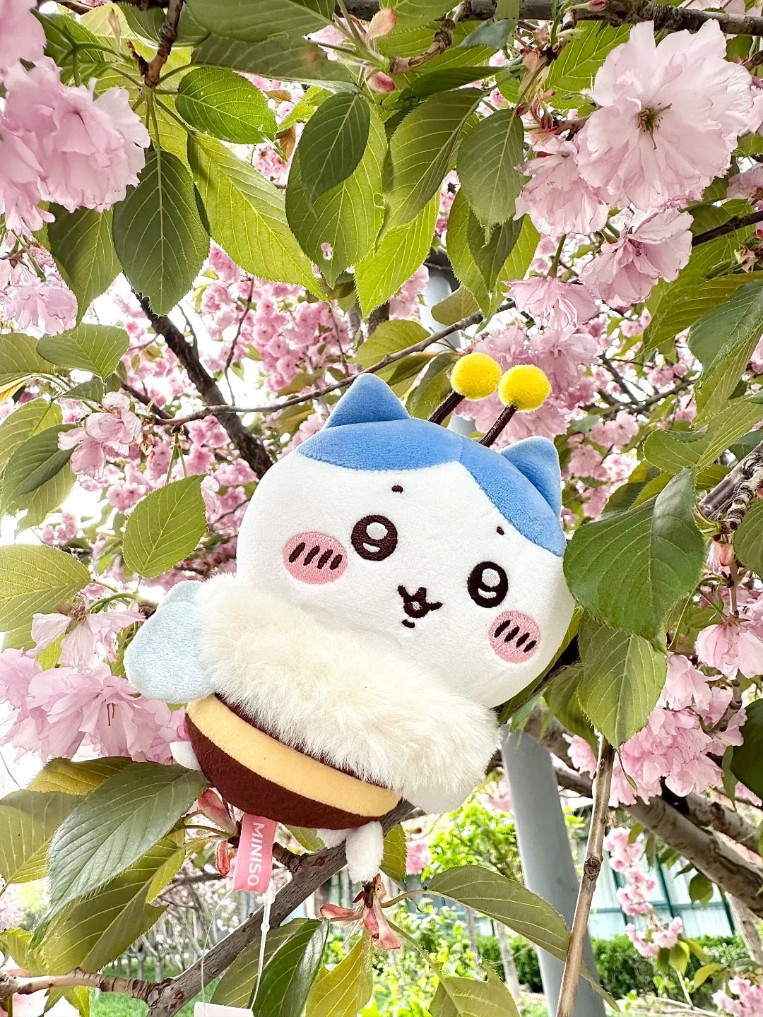 🐝一只在樱花树上嗡嗡叫的小八～_1_可爱阿秋_来自小红书网页版