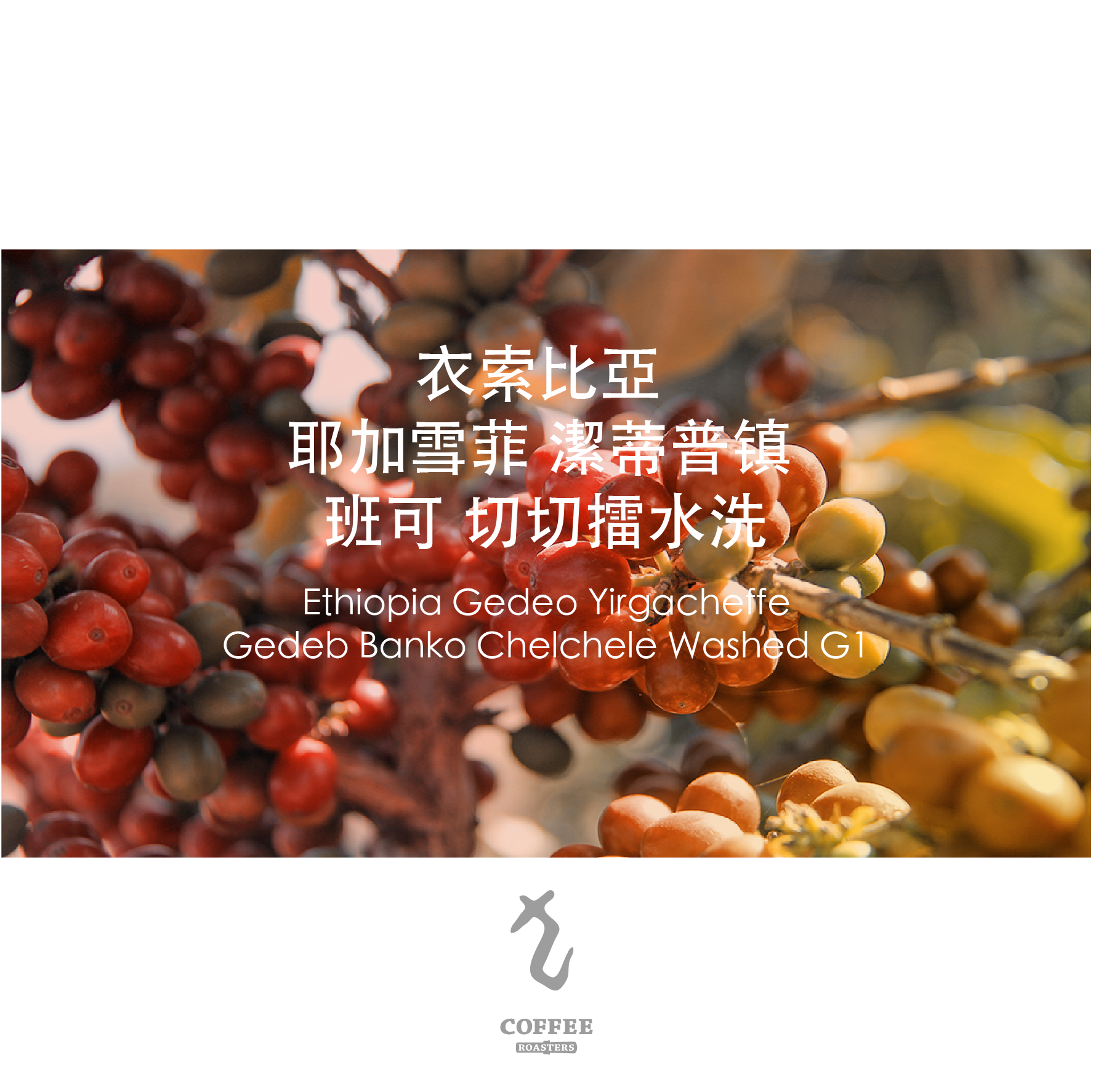 衣索比亞 耶加雪菲 切切擂 水洗
