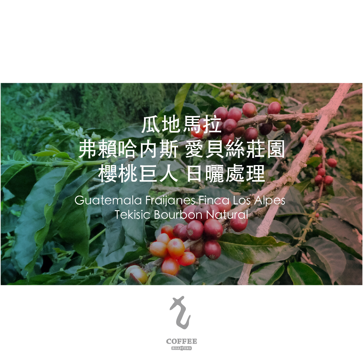 瓜地馬拉 弗賴哈内斯 愛貝絲莊園 櫻桃巨人 日曬處理