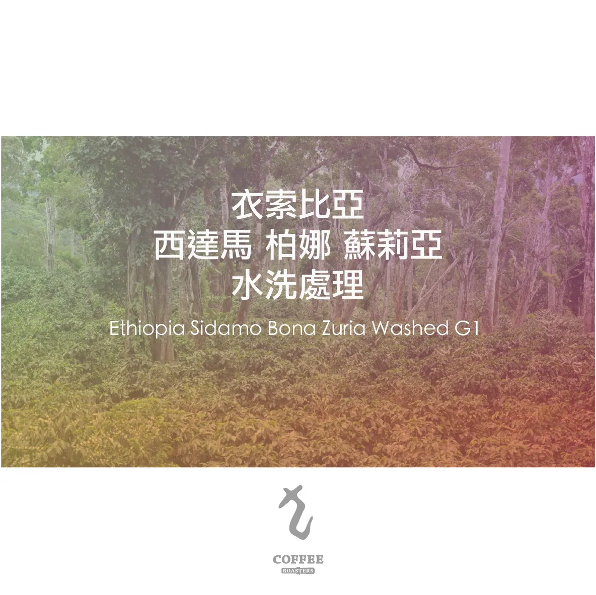 衣索比亞 西達馬 柏娜 蘇莉亞 水洗處理