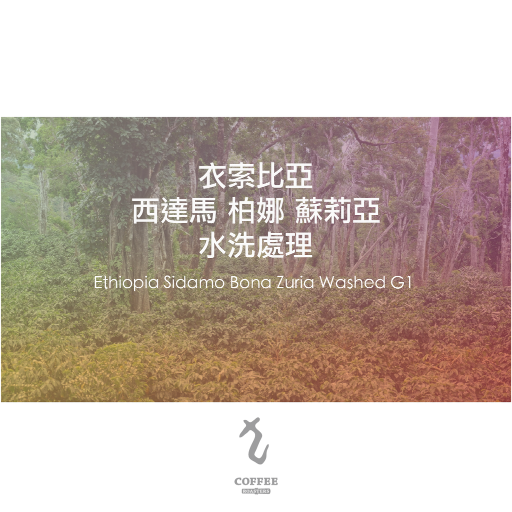 衣索比亞 西達馬 柏娜 蘇莉亞 水洗處理