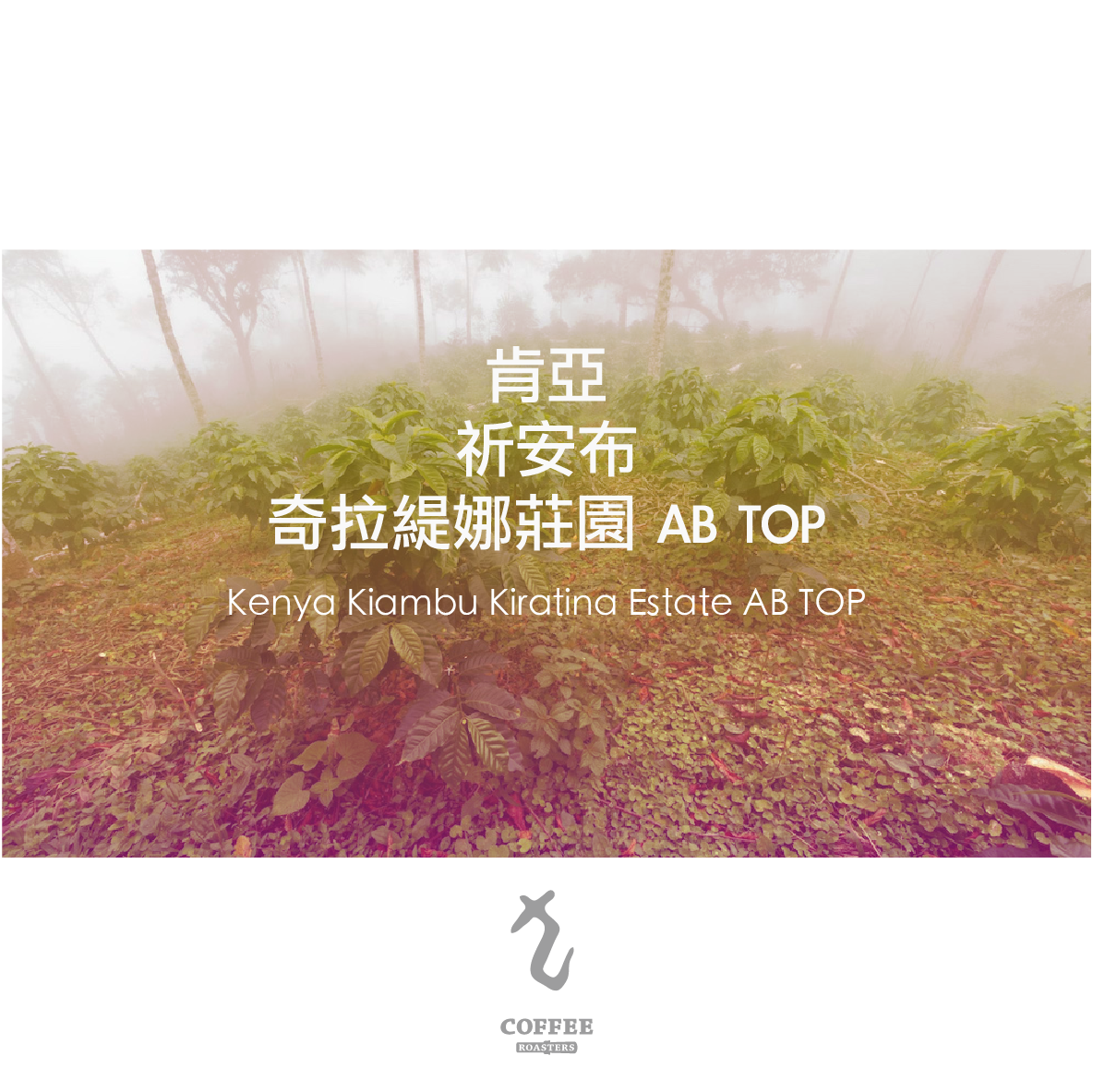 肯亞 祈安布 奇拉緹娜莊園 AB TOP