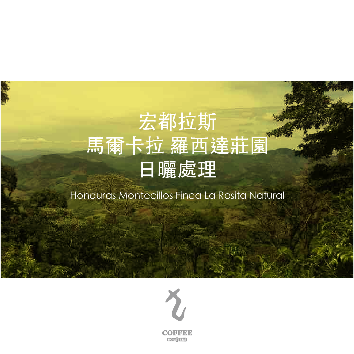 宏都拉斯 馬爾卡拉 羅西達莊園 日曬處理