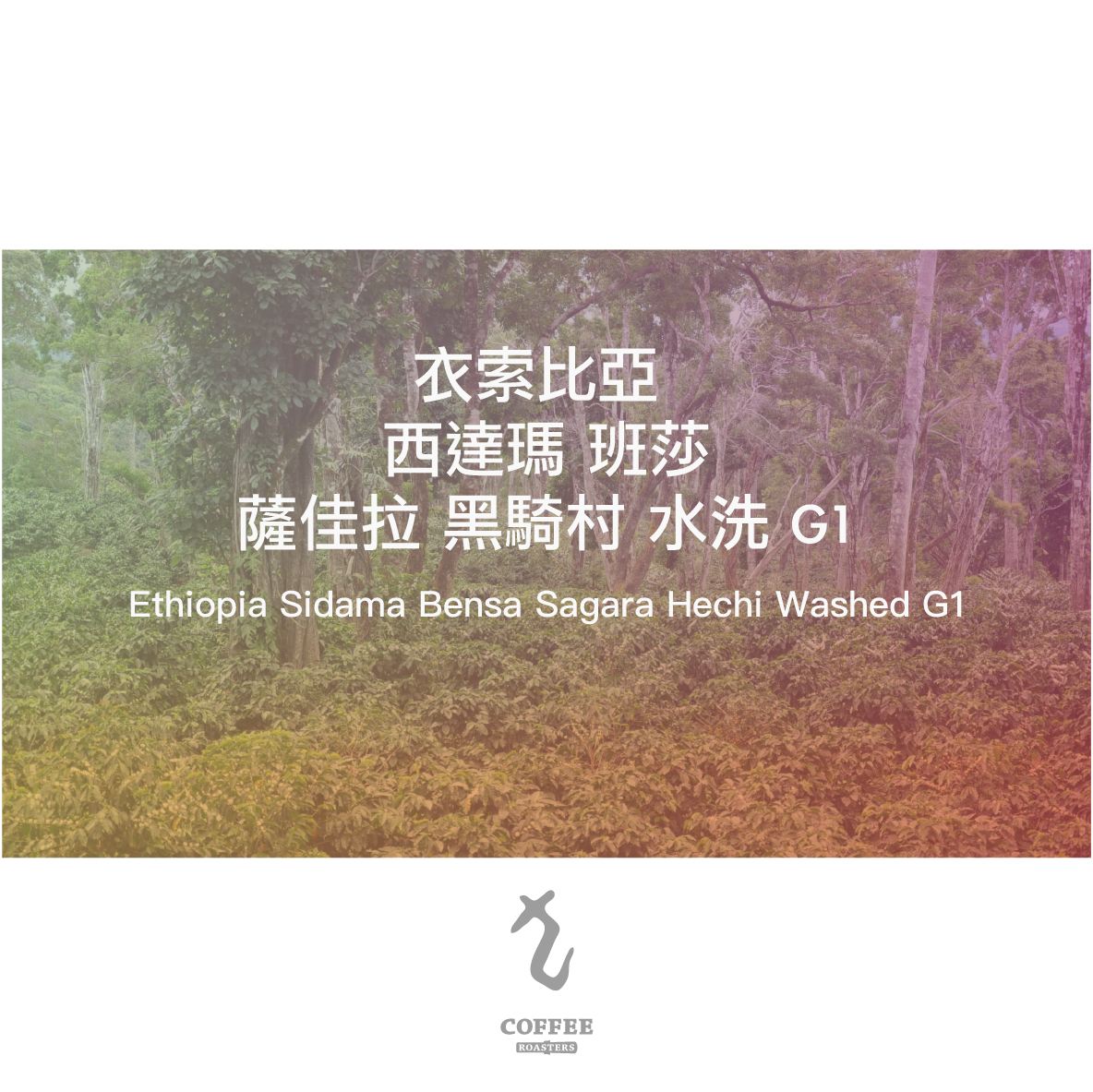 衣索比亞  西達瑪 班莎 薩佳拉 黑騎村 水洗
