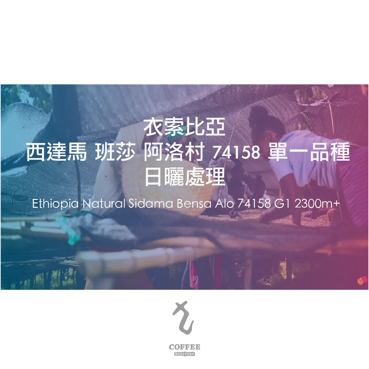 衣索比亞 西達馬 班莎 阿洛村 74158 單一品種 日曬處理