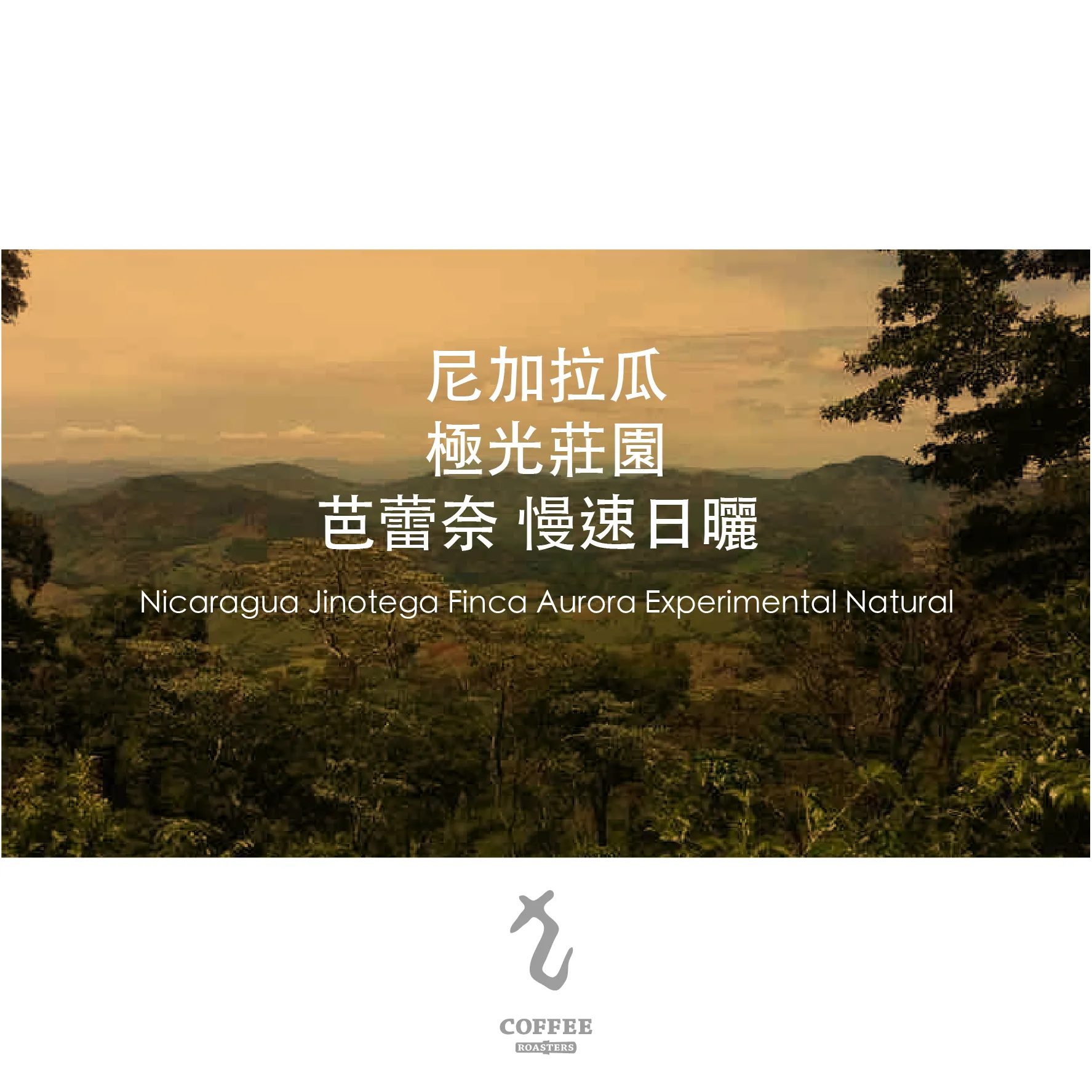 尼加拉瓜 極光莊園 芭蕾奈 慢速日曬 