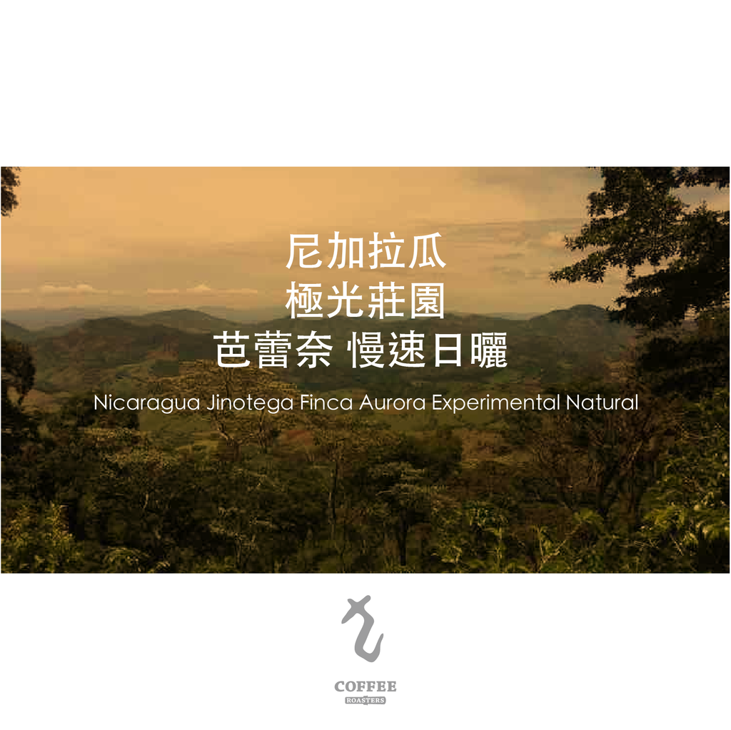 尼加拉瓜 極光莊園 芭蕾奈 慢速日曬 