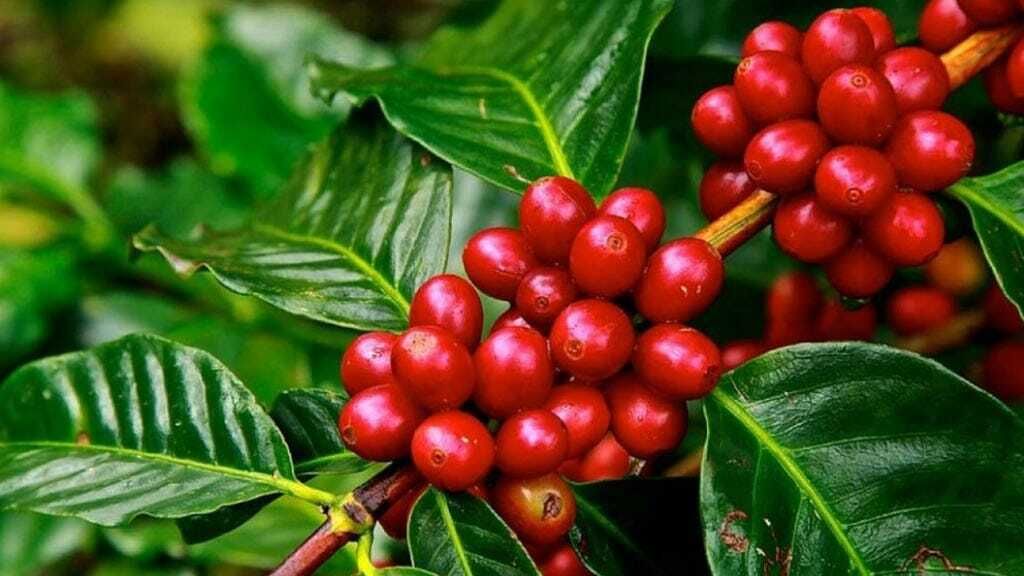 galapagos-coffee-farms