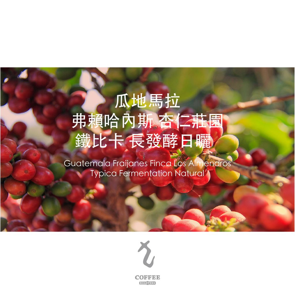 瓜地馬拉弗賴哈內斯杏仁莊園鐵比卡長發酵日曬