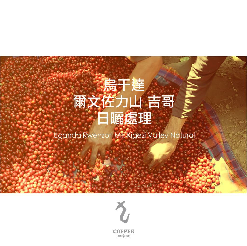 烏干達 爾文佐力山 吉哥 日曬處理