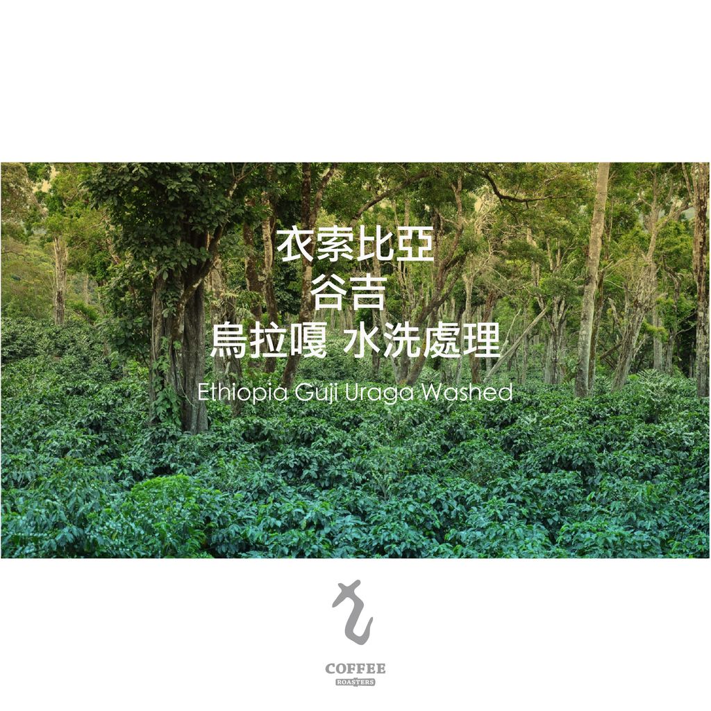 衣索比亞 谷吉 烏拉嘎 水洗處理