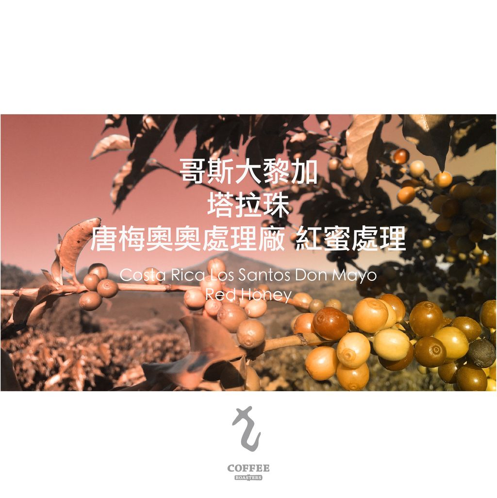 哥斯大黎加塔拉珠唐梅奧奧處理廠紅蜜