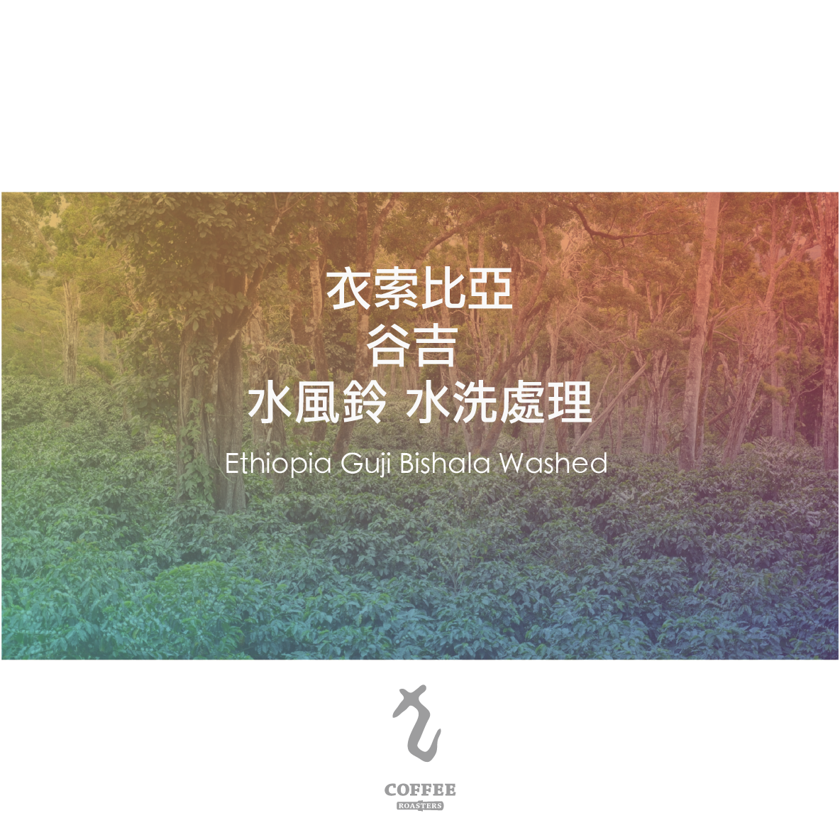 衣索比亞 谷吉 水風鈴 水洗處理