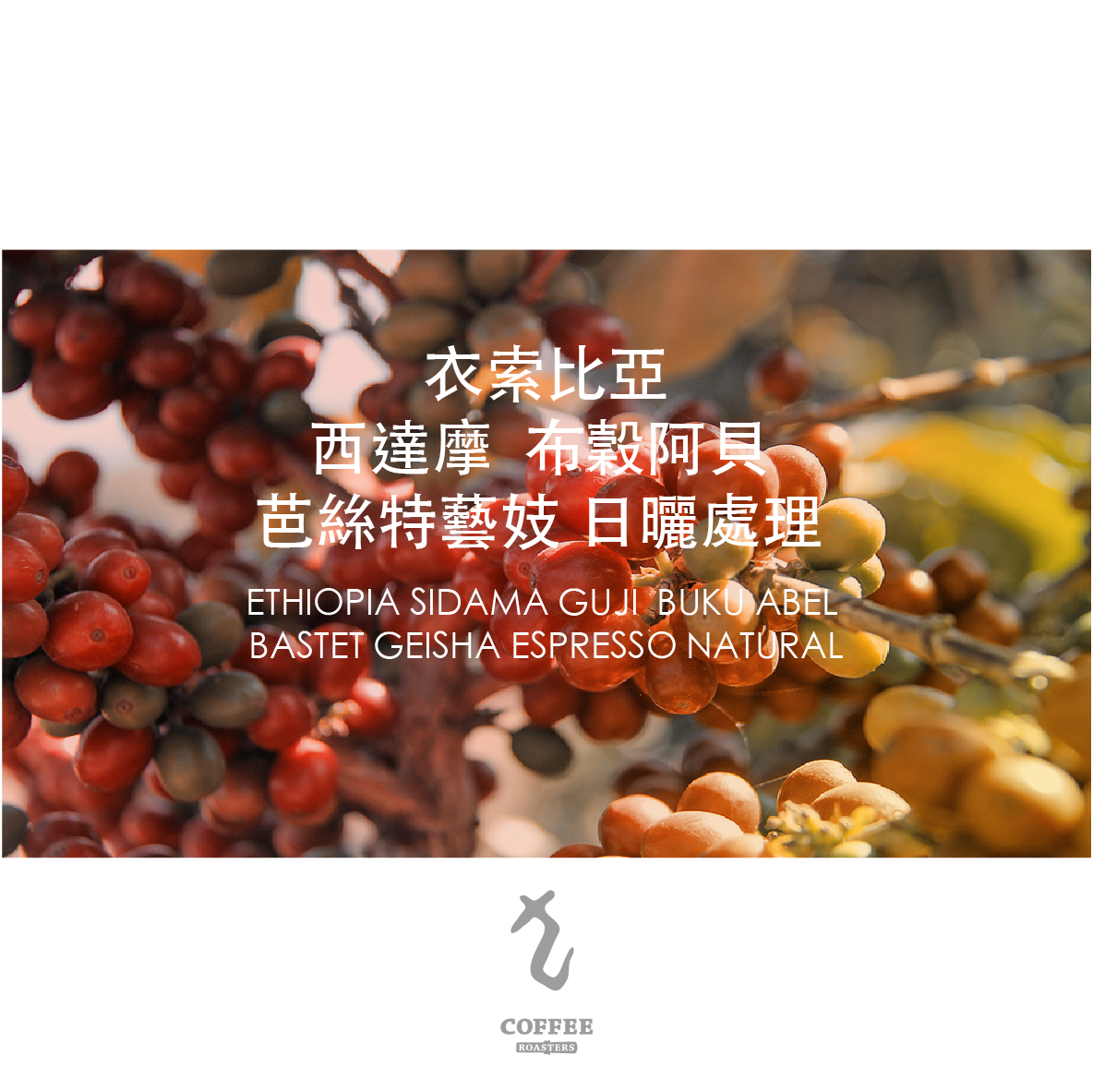 衣索比亞布穀阿貝 芭絲特藝妓 日曬