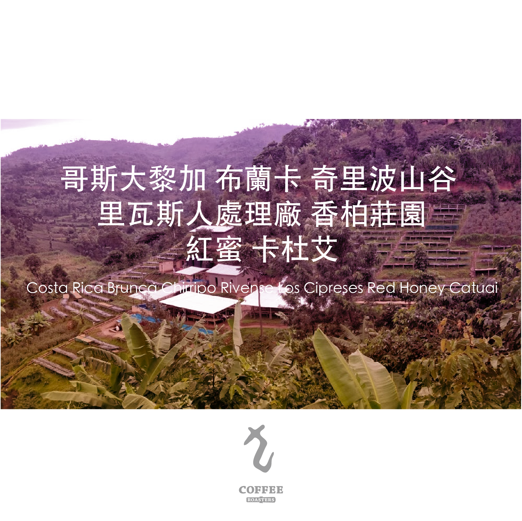 哥斯大黎加布蘭卡奇里波山谷 里瓦斯人處理廠 香柏莊園 紅蜜 卡杜艾
