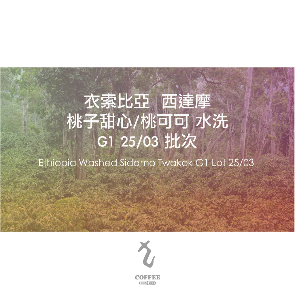 衣索比亞西達摩桃可可 水洗處理