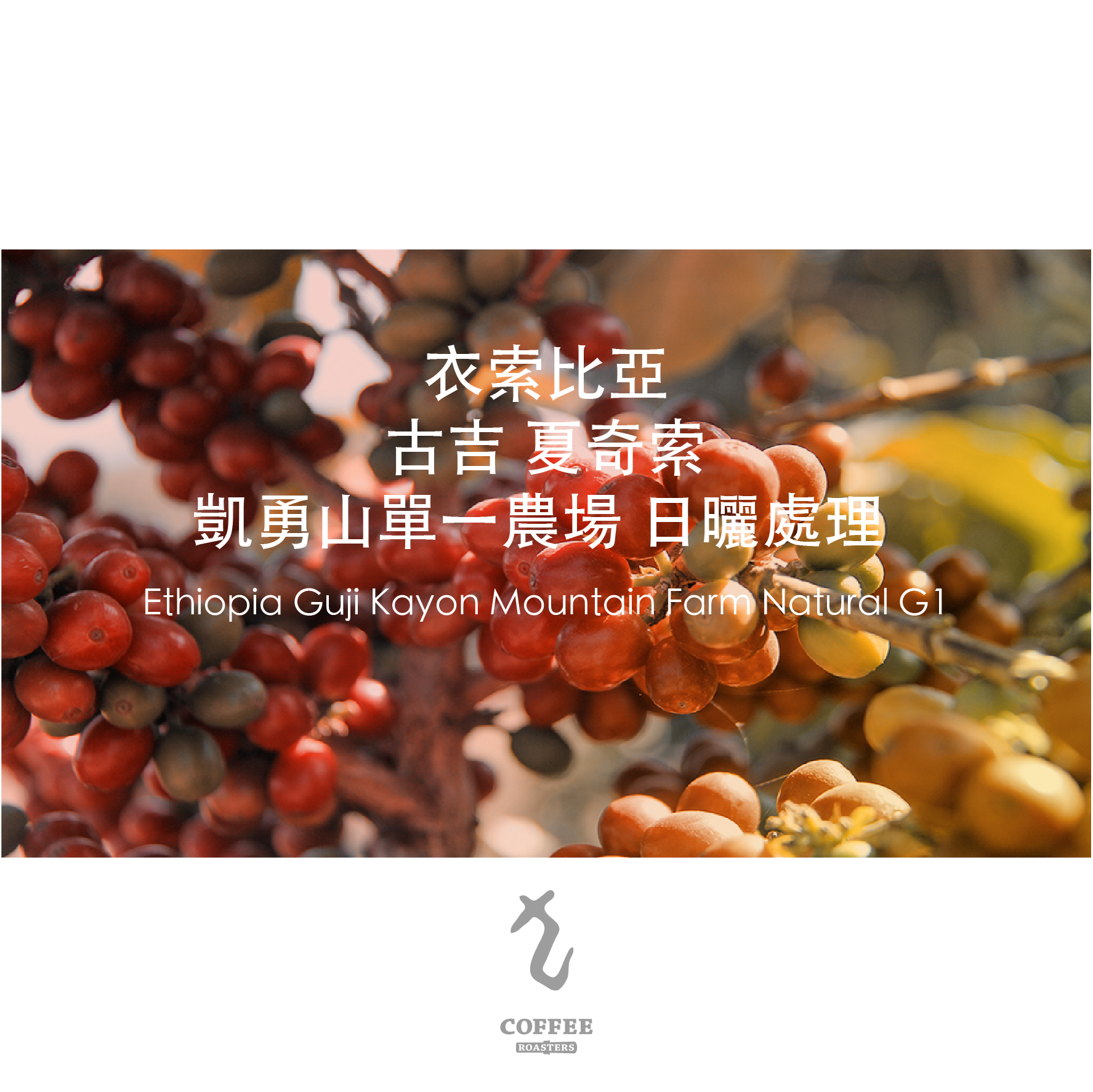衣索比亞 古吉夏奇索凱勇山單一農場日曬處理