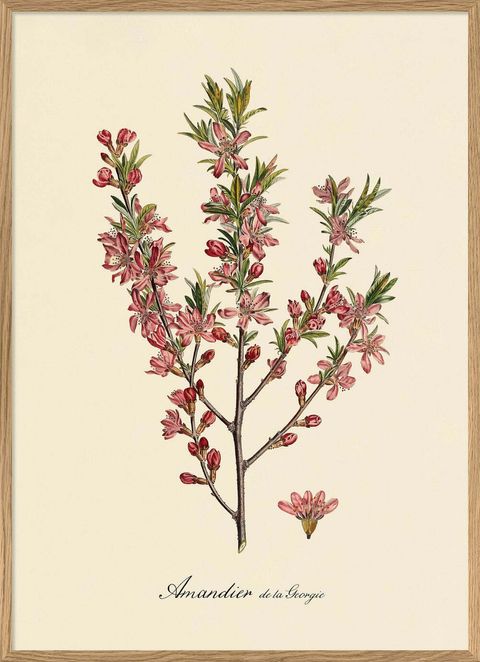 3623-Iconic-Fruits-Pink-Almond-Blossoms-Oak-Web_1000x.jpg