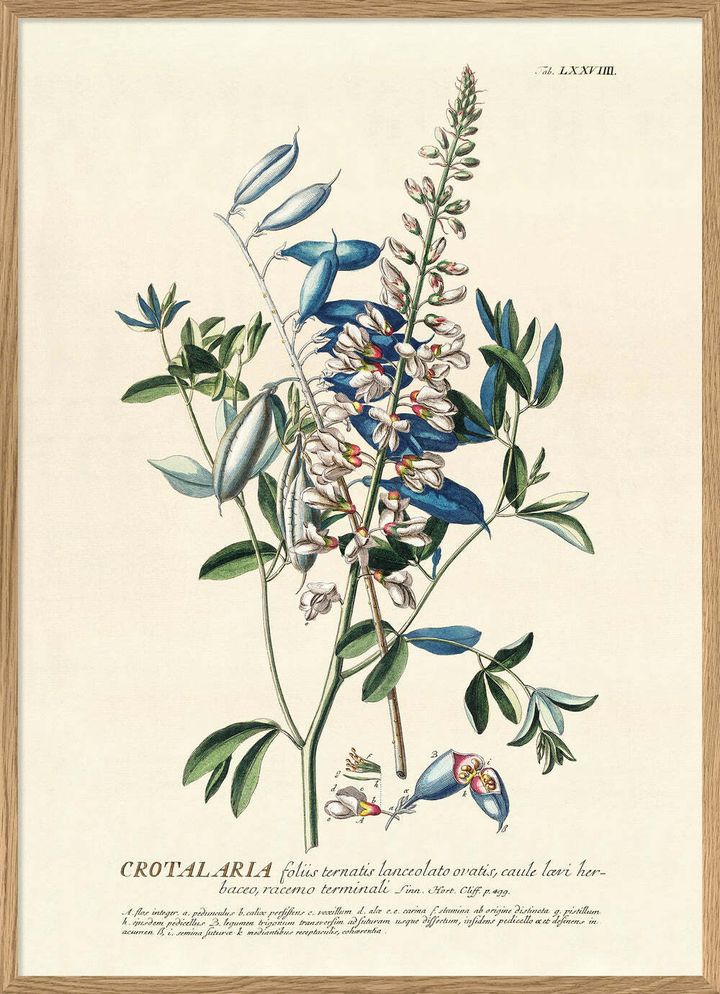 3727-Plantae-Blue-Crotalaria-Branch-Oak-Web_1000x.jpg