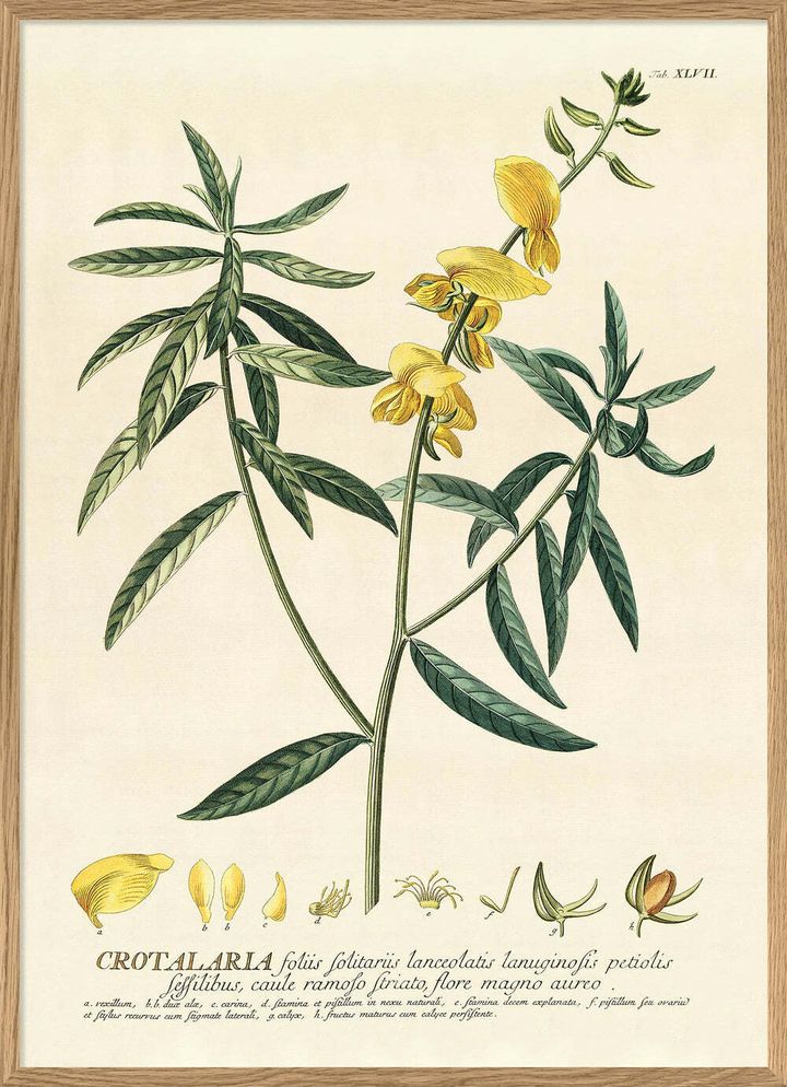 3726-Plantae-Yellow-Crotalaria-Branch-Oak-Web_1000x.jpg