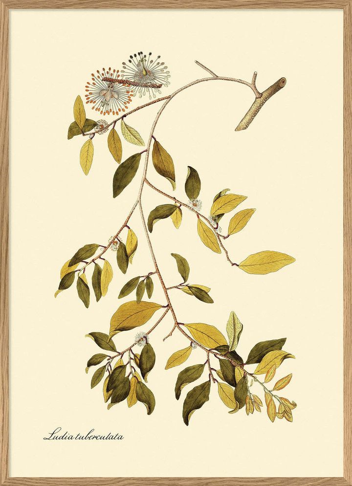 3125-Oak-Web_1000x.jpg