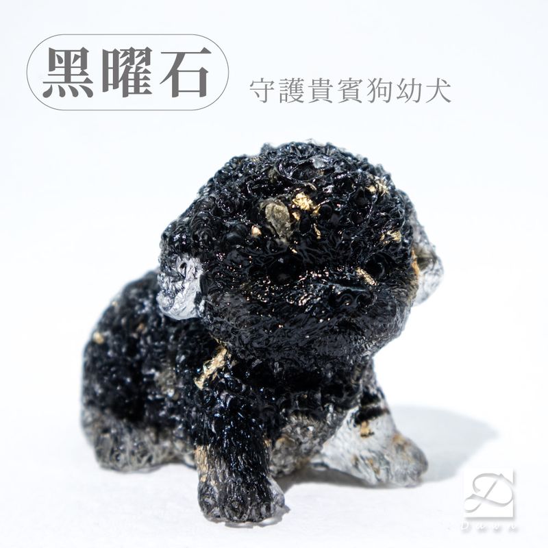彤恩時尚-M號貴賓狗幼犬-黑曜石.jpg