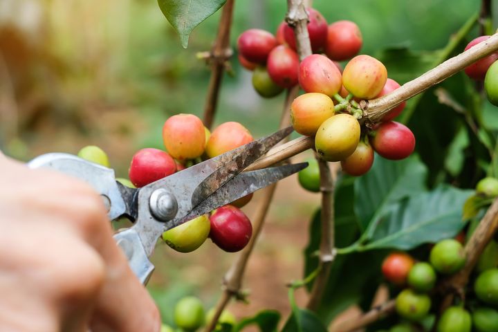 coffee-beans-2023-11-27-05-18-23-utc