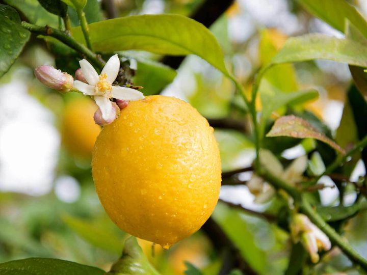 UK_lemon-tree-in-blossom