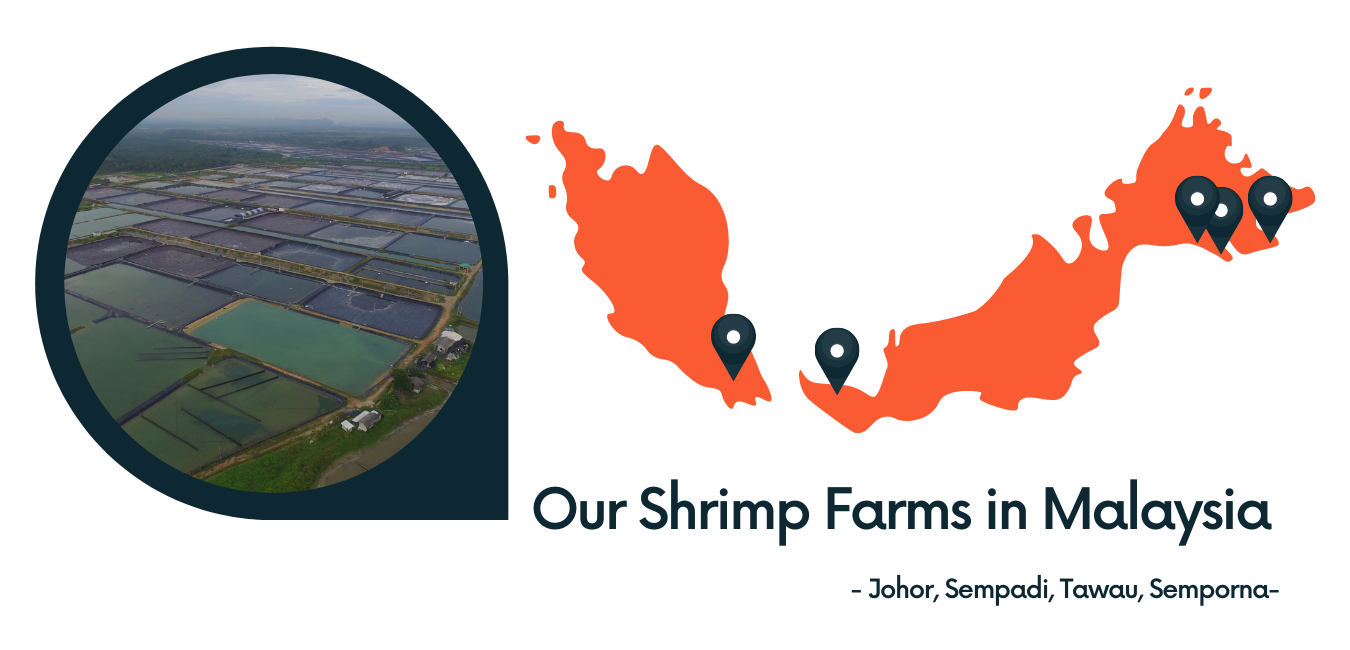 our shrimp farms in malaysia.png
