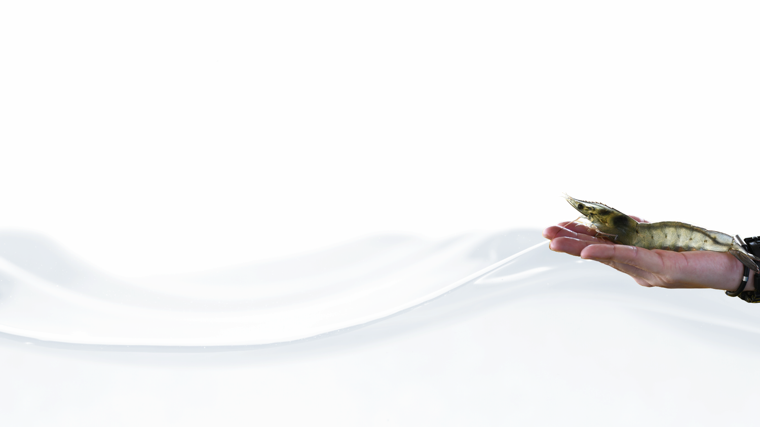 Shrimply Best | Redefining the Art of Freshness