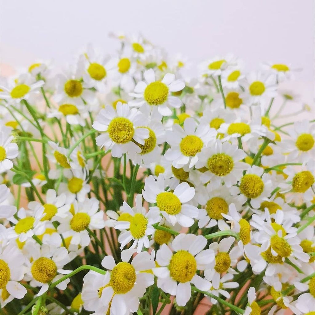 Medium Chamomile Bouquet 2.jpg