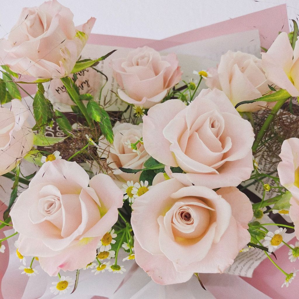Modica Pink Manta Rose 2.jpg