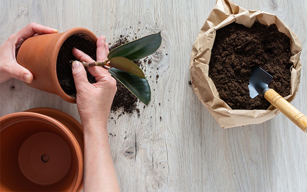 Remove-plant-from-pot.jpg