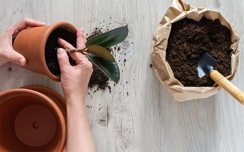 Remove-plant-from-pot.jpg